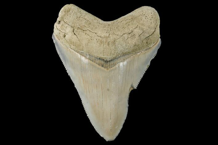 Serrated, Fossil Megalodon Tooth - Aurora, North Carolina #179738